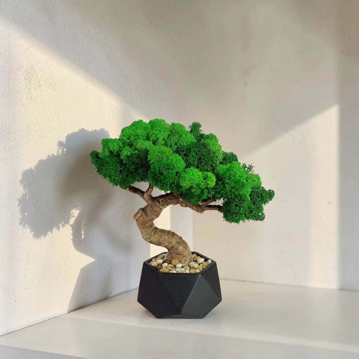 Bonsai zo stabilizovaného machu