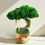 Bonsai z machu