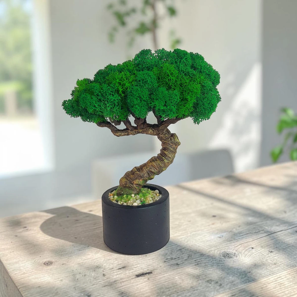 bezúdržbový bonsai zo stabilizovaného machu