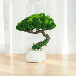 Bonsai izbový stabilizovaný v bielom geometrickom kvetináči