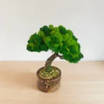 Stabilizovaný bonsai z machu v krakelovanom kvetináči