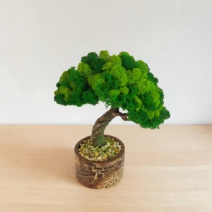 Stabilizovaný bonsai z machu v krakelovanom kvetináči